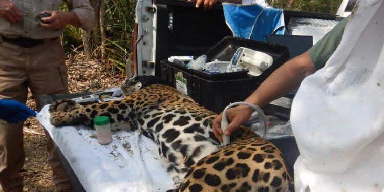 Rescata y libera Comisión de Parques y Biodiversidad a jaguar en Llera