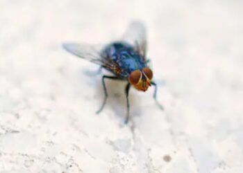 Alerta máxima en Texas: Greg Abbott declara estado de desastre por amenaza del «gusano barrenador»