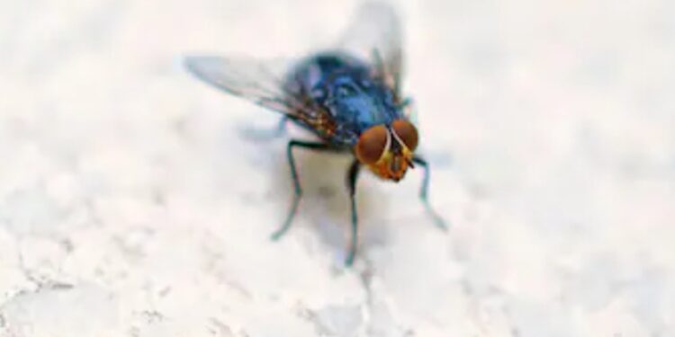 Alerta máxima en Texas: Greg Abbott declara estado de desastre por amenaza del «gusano barrenador»