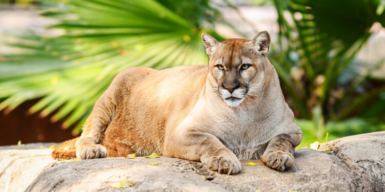 Buscan renovar experiencia del Zoológico Tamatán con nuevas especies