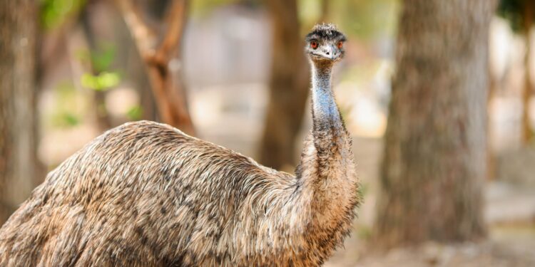 Buscan renovar experiencia del Zoológico Tamatán con nuevas especies