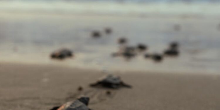 Preparan operativos en playas por arribo de tortugas durante Semana Santa