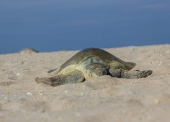 Preparan operativos en playas por arribo de tortugas durante Semana Santa