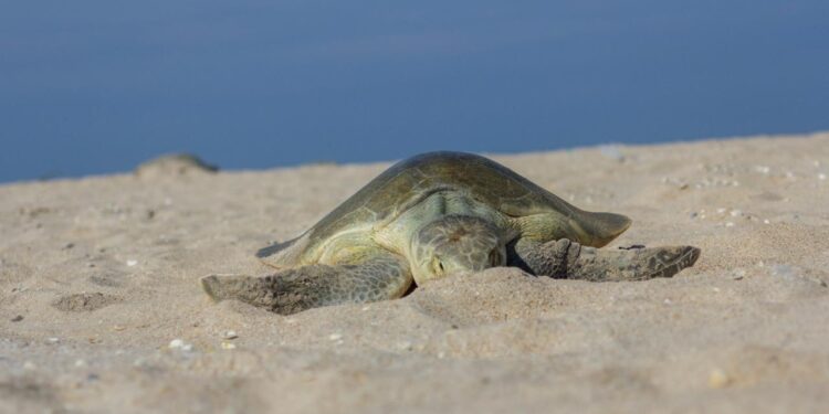 Preparan operativos en playas por arribo de tortugas durante Semana Santa