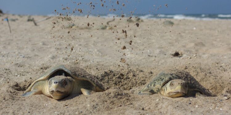 Preparan operativos en playas por arribo de tortugas durante Semana Santa