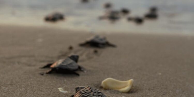 Registra Tamaulipas primera anidación de tortuga lora de la temporada 2026