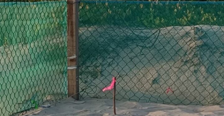 Registra Tamaulipas primera anidación de tortuga lora de la temporada 2026