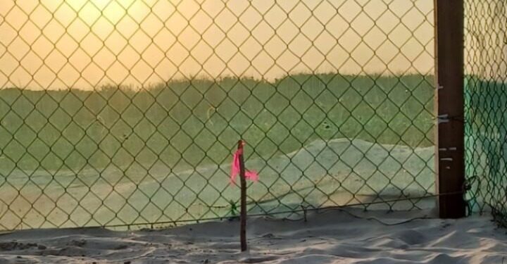 Registra Tamaulipas primera anidación de tortuga lora de la temporada 2026