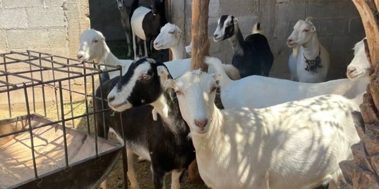 Destaca Tamaulipas con genética caprina de alto nivel en festival nacional