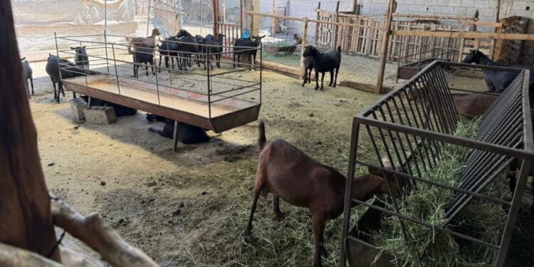 Destaca Tamaulipas con genética caprina de alto nivel en festival nacional