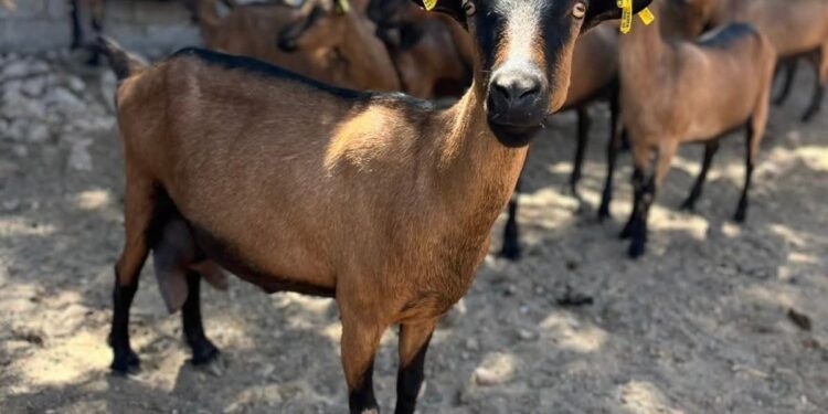 Destaca Tamaulipas con genética caprina de alto nivel en festival nacional