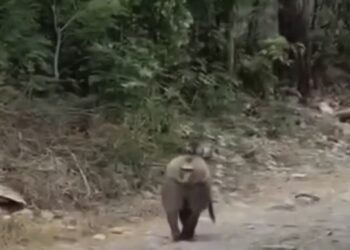 El insólito avistamiento de un babuino en Santiago enciende las alertas sobre la fauna exótica