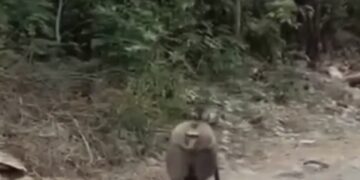 El insólito avistamiento de un babuino en Santiago enciende las alertas sobre la fauna exótica