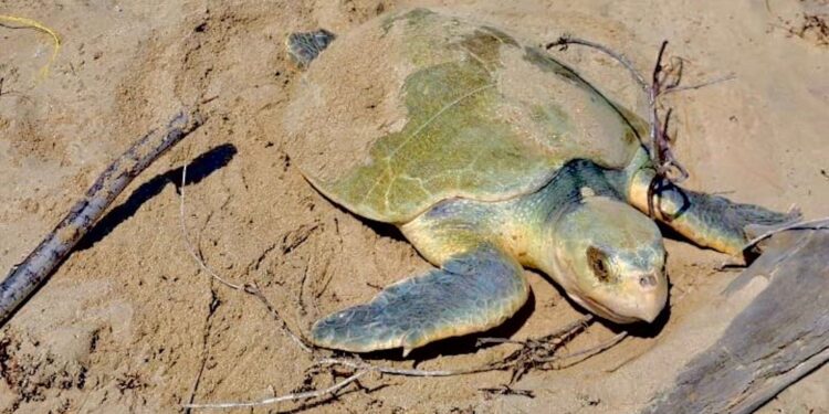 Intensifica Tamaulipas monitoreo y resguardo de nidos de tortuga lora