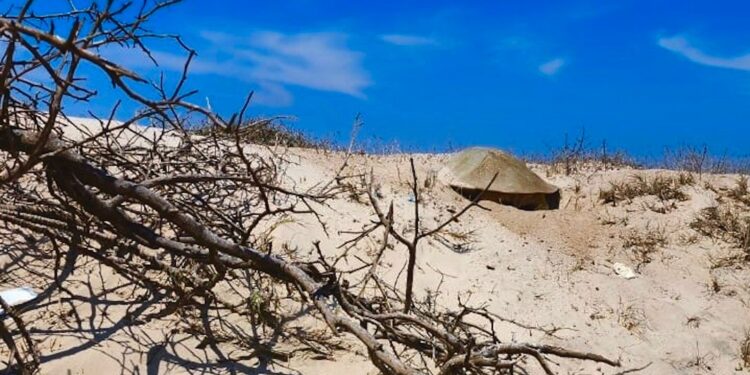 Intensifica Tamaulipas monitoreo y resguardo de nidos de tortuga lora