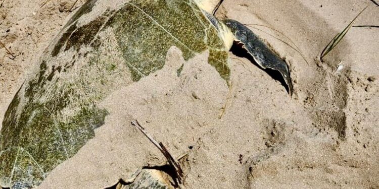 Intensifica Tamaulipas monitoreo y resguardo de nidos de tortuga lora