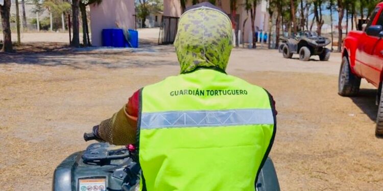 Intensifica Tamaulipas monitoreo y resguardo de nidos de tortuga lora