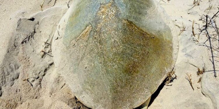 Intensifica Tamaulipas monitoreo y resguardo de nidos de tortuga lora