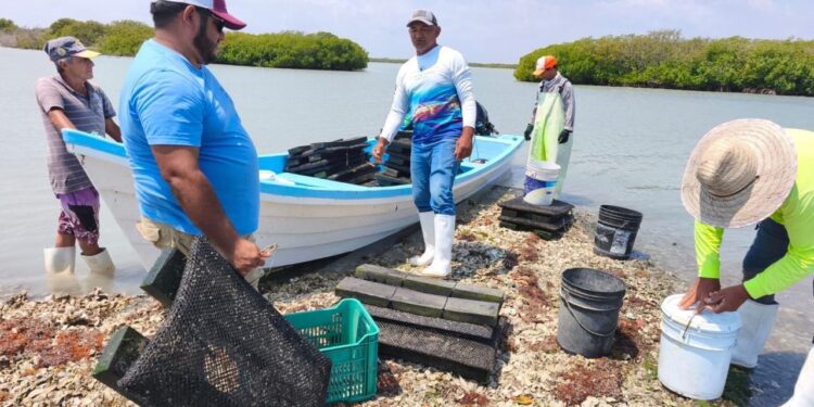 Refuerzan acciones para el crecimiento sostenible del ostión en Aldama