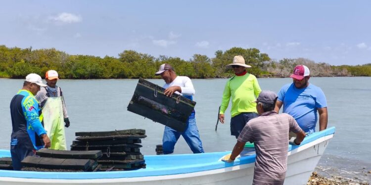 Refuerzan acciones para el crecimiento sostenible del ostión en Aldama