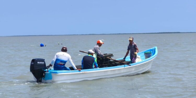 Refuerzan acciones para el crecimiento sostenible del ostión en Aldama