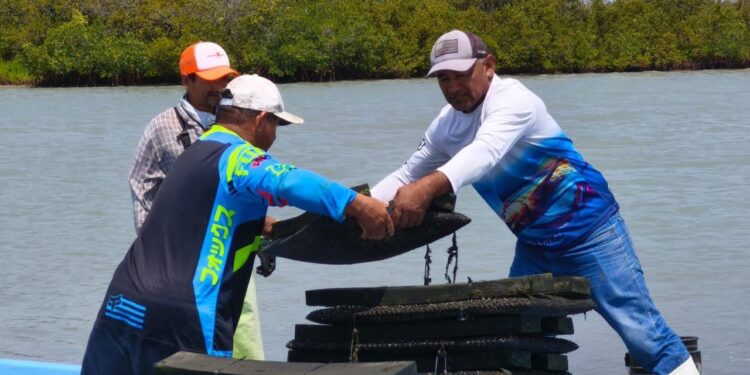 Refuerzan acciones para el crecimiento sostenible del ostión en Aldama