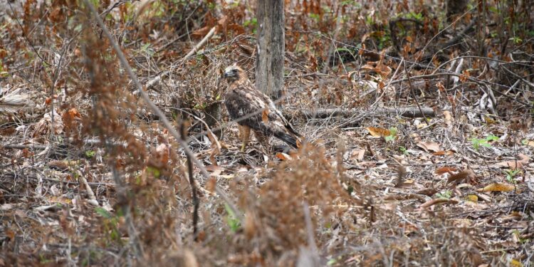 ¡Vuelven a la vida silvestre! Tamaulipas libera especies tras rehabilitación especializada