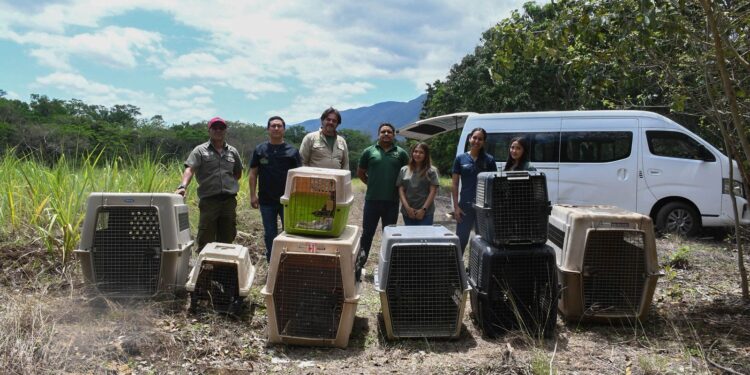¡Vuelven a la vida silvestre! Tamaulipas libera especies tras rehabilitación especializada