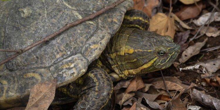 ¡Vuelven a la vida silvestre! Tamaulipas libera especies tras rehabilitación especializada