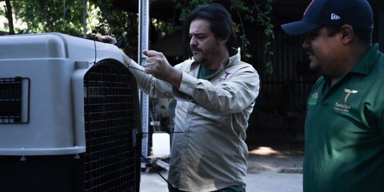 ¡Vuelven a la vida silvestre! Tamaulipas libera especies tras rehabilitación especializada