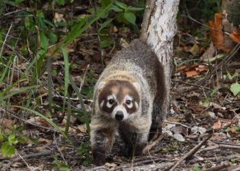¡Vuelven a la vida silvestre! Tamaulipas libera especies tras rehabilitación especializada