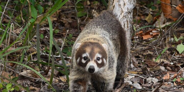 ¡Vuelven a la vida silvestre! Tamaulipas libera especies tras rehabilitación especializada