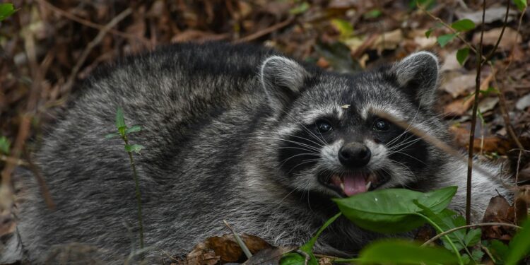 ¡Vuelven a la vida silvestre! Tamaulipas libera especies tras rehabilitación especializada