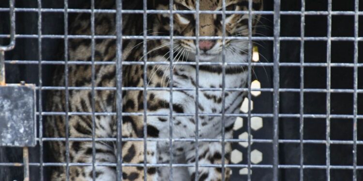 ¡Vuelven a la vida silvestre! Tamaulipas libera especies tras rehabilitación especializada