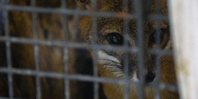 ¡Vuelven a la vida silvestre! Tamaulipas libera especies tras rehabilitación especializada