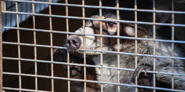 ¡Vuelven a la vida silvestre! Tamaulipas libera especies tras rehabilitación especializada