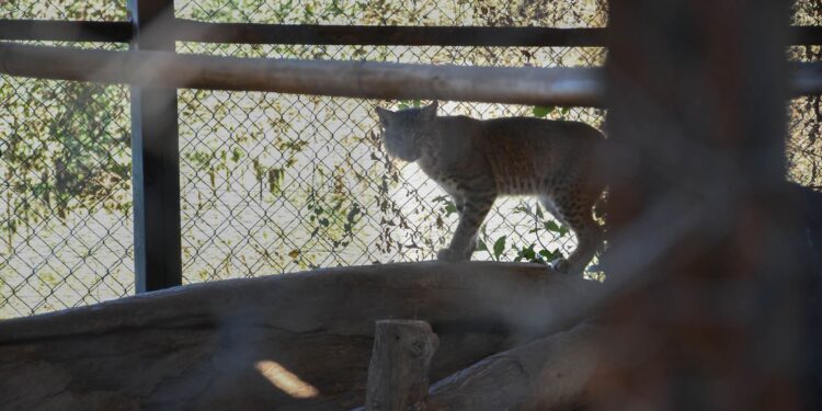 ¡Vuelven a la vida silvestre! Tamaulipas libera especies tras rehabilitación especializada