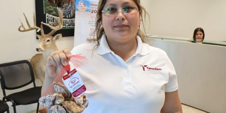 Productores tamaulipecos logran vender al 100% primera cosecha de ostión