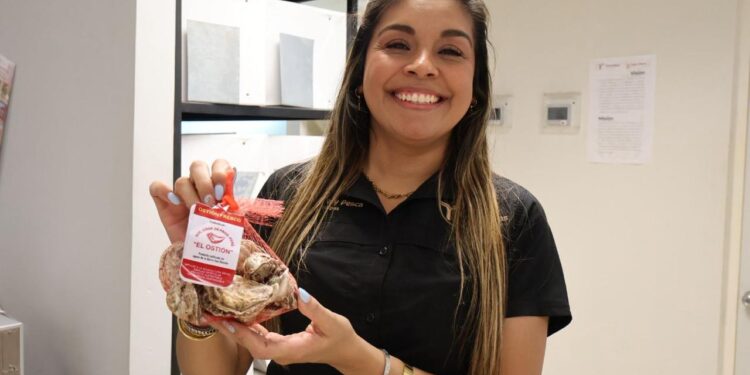 Productores tamaulipecos logran vender al 100% primera cosecha de ostión