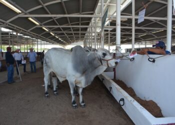 Dan impulso a la ganadería con sementales de alto valor genético