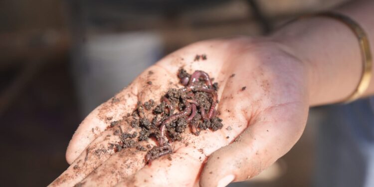 Desarrolla la UAT biofertilizantes líquidos a partir de lombricomposta