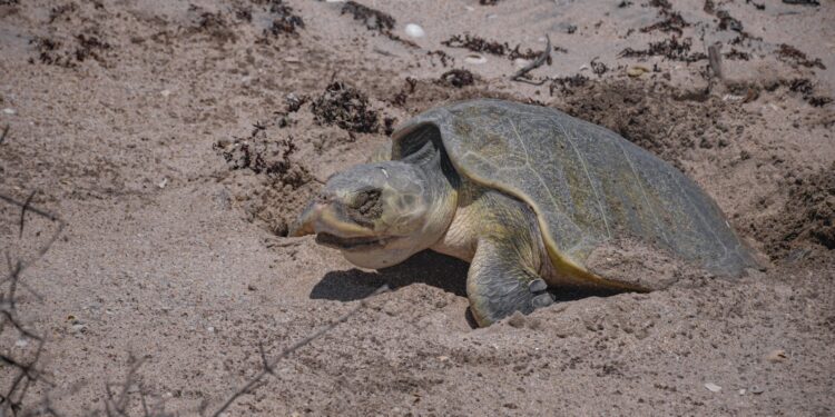 Avanza temporada de anidación de tortuga lora; suman más de 16 mil huevos protegidos