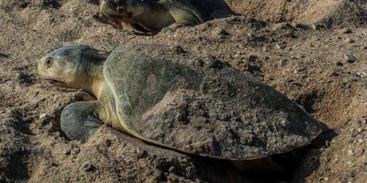 Avanza temporada de anidación de tortuga lora; suman más de 16 mil huevos protegidos