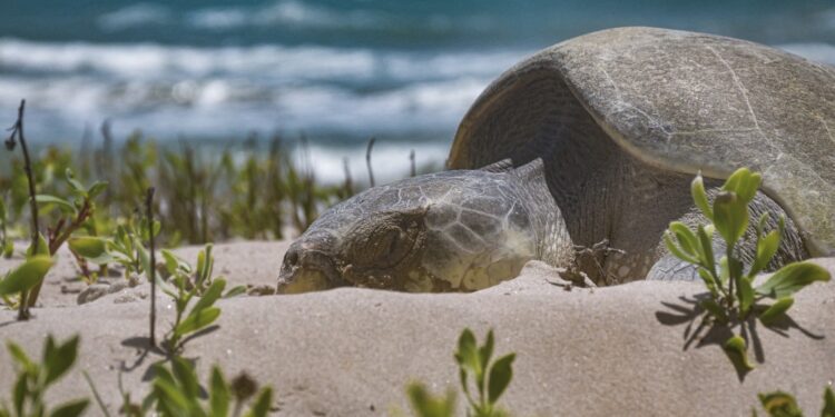 Avanza temporada de anidación de tortuga lora; suman más de 16 mil huevos protegidos