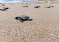 Inician en Tamaulipas primeras liberaciones de tortuga lora de la temporada 2026