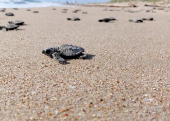 Inician en Tamaulipas primeras liberaciones de tortuga lora de la temporada 2026