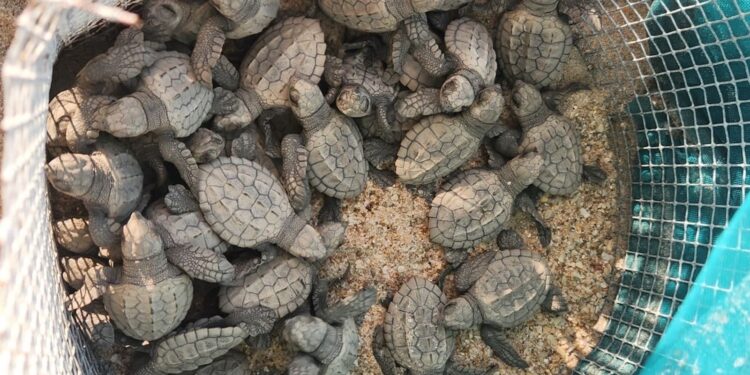 Inician en Tamaulipas primeras liberaciones de tortuga lora de la temporada 2026