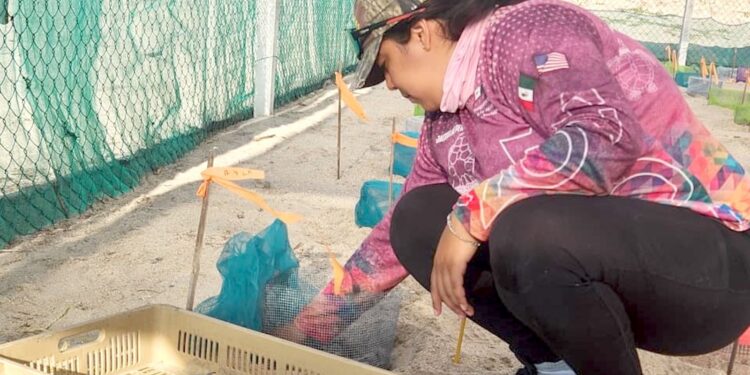 Inician en Tamaulipas primeras liberaciones de tortuga lora de la temporada 2026
