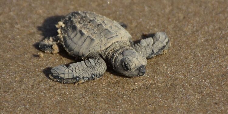 Liberan crías de tortuga lora niñas y niños de Güémez