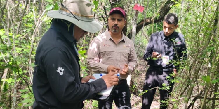 Refuerza Tamaulipas la vigilancia para proteger a la paloma ala blanca